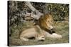 Lion (Panthera leo), Moremi Game Reserve, Okavango Delta, Botswana, Africa-Sergio Pitamitz-Stretched Canvas