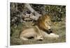 Lion (Panthera leo), Moremi Game Reserve, Okavango Delta, Botswana, Africa-Sergio Pitamitz-Framed Photographic Print