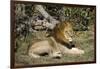 Lion (Panthera leo), Moremi Game Reserve, Okavango Delta, Botswana, Africa-Sergio Pitamitz-Framed Photographic Print