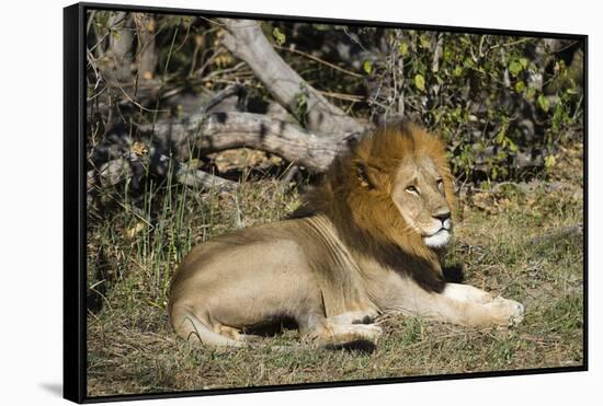 Lion (Panthera leo), Moremi Game Reserve, Okavango Delta, Botswana, Africa-Sergio Pitamitz-Framed Stretched Canvas