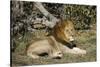 Lion (Panthera leo), Moremi Game Reserve, Okavango Delta, Botswana, Africa-Sergio Pitamitz-Stretched Canvas