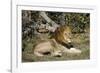 Lion (Panthera leo), Moremi Game Reserve, Okavango Delta, Botswana, Africa-Sergio Pitamitz-Framed Photographic Print