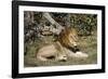 Lion (Panthera leo), Moremi Game Reserve, Okavango Delta, Botswana, Africa-Sergio Pitamitz-Framed Photographic Print