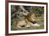 Lion (Panthera leo), Moremi Game Reserve, Okavango Delta, Botswana, Africa-Sergio Pitamitz-Framed Photographic Print