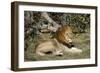 Lion (Panthera leo), Moremi Game Reserve, Okavango Delta, Botswana, Africa-Sergio Pitamitz-Framed Photographic Print