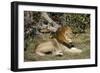 Lion (Panthera leo), Moremi Game Reserve, Okavango Delta, Botswana, Africa-Sergio Pitamitz-Framed Photographic Print