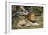 Lion (Panthera leo), Moremi Game Reserve, Okavango Delta, Botswana, Africa-Sergio Pitamitz-Framed Photographic Print