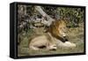 Lion (Panthera leo), Moremi Game Reserve, Okavango Delta, Botswana, Africa-Sergio Pitamitz-Framed Stretched Canvas