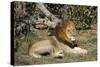 Lion (Panthera leo), Moremi Game Reserve, Okavango Delta, Botswana, Africa-Sergio Pitamitz-Stretched Canvas