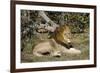 Lion (Panthera leo), Moremi Game Reserve, Okavango Delta, Botswana, Africa-Sergio Pitamitz-Framed Photographic Print