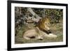 Lion (Panthera leo), Moremi Game Reserve, Okavango Delta, Botswana, Africa-Sergio Pitamitz-Framed Photographic Print