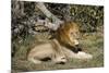 Lion (Panthera leo), Moremi Game Reserve, Okavango Delta, Botswana, Africa-Sergio Pitamitz-Mounted Photographic Print