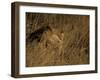 Lion, Panthera Leo, Moremi Wildlife Reserve, Botswana, Africa-Thorsten Milse-Framed Photographic Print