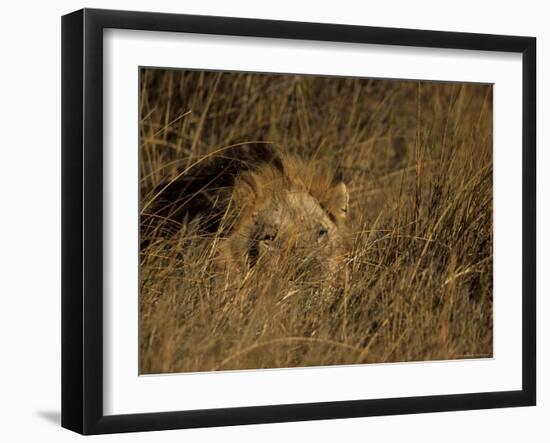 Lion, Panthera Leo, Moremi Wildlife Reserve, Botswana, Africa-Thorsten Milse-Framed Photographic Print