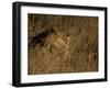 Lion, Panthera Leo, Moremi Wildlife Reserve, Botswana, Africa-Thorsten Milse-Framed Photographic Print