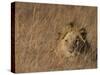 Lion, Panthera Leo, Moremi Wildlife Reserve, Botswana, Africa-Thorsten Milse-Stretched Canvas
