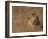 Lion, Panthera Leo, Moremi Wildlife Reserve, Botswana, Africa-Thorsten Milse-Framed Photographic Print