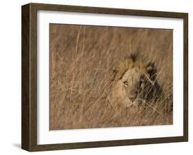 Lion, Panthera Leo, Moremi Wildlife Reserve, Botswana, Africa-Thorsten Milse-Framed Photographic Print