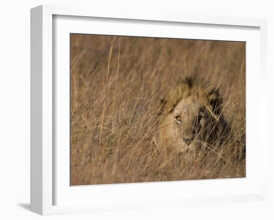 Lion, Panthera Leo, Moremi Wildlife Reserve, Botswana, Africa-Thorsten Milse-Framed Photographic Print