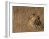 Lion, Panthera Leo, Moremi Wildlife Reserve, Botswana, Africa-Thorsten Milse-Framed Photographic Print