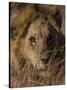 Lion, Panthera Leo, Moremi Wildlife Reserve, Botswana, Africa-Thorsten Milse-Stretched Canvas