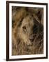 Lion, Panthera Leo, Moremi Wildlife Reserve, Botswana, Africa-Thorsten Milse-Framed Photographic Print