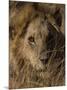 Lion, Panthera Leo, Moremi Wildlife Reserve, Botswana, Africa-Thorsten Milse-Mounted Photographic Print