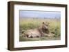 Lion (Panthera Leo), Mountain Zebra National Park, Eastern Cape, South Africa, Africa-Ann and Steve Toon-Framed Photographic Print