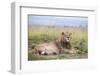 Lion (Panthera Leo), Mountain Zebra National Park, Eastern Cape, South Africa, Africa-Ann and Steve Toon-Framed Photographic Print