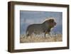 Lion (Panthera leo), Mountain Zebra National Park, South Africa, Africa-James Hager-Framed Photographic Print