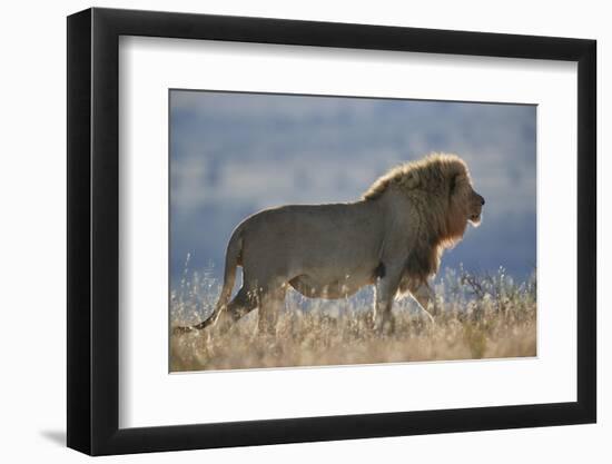 Lion (Panthera leo), Mountain Zebra National Park, South Africa, Africa-James Hager-Framed Photographic Print