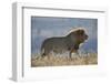 Lion (Panthera leo), Mountain Zebra National Park, South Africa, Africa-James Hager-Framed Photographic Print