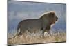 Lion (Panthera leo), Mountain Zebra National Park, South Africa, Africa-James Hager-Mounted Photographic Print