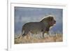 Lion (Panthera leo), Mountain Zebra National Park, South Africa, Africa-James Hager-Framed Photographic Print