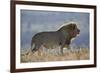 Lion (Panthera leo), Mountain Zebra National Park, South Africa, Africa-James Hager-Framed Photographic Print