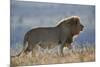 Lion (Panthera leo), Mountain Zebra National Park, South Africa, Africa-James Hager-Mounted Photographic Print