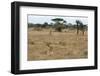 Lion (Panthera leo), Ndutu, Ngorongoro Conservation Area, Serengeti, Tanzania.-Sergio Pitamitz-Framed Photographic Print