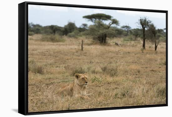 Lion (Panthera leo), Ndutu, Ngorongoro Conservation Area, Serengeti, Tanzania.-Sergio Pitamitz-Framed Stretched Canvas