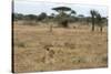 Lion (Panthera leo), Ndutu, Ngorongoro Conservation Area, Serengeti, Tanzania.-Sergio Pitamitz-Stretched Canvas