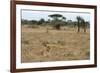 Lion (Panthera leo), Ndutu, Ngorongoro Conservation Area, Serengeti, Tanzania.-Sergio Pitamitz-Framed Photographic Print