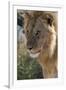 Lion (Panthera leo), Ndutu, Ngorongoro Conservation Area, Serengeti, Tanzania.-Sergio Pitamitz-Framed Photographic Print