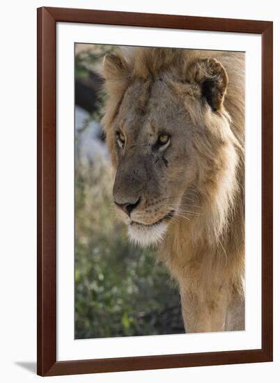 Lion (Panthera leo), Ndutu, Ngorongoro Conservation Area, Serengeti, Tanzania.-Sergio Pitamitz-Framed Photographic Print