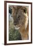 Lion (Panthera leo), Ndutu, Ngorongoro Conservation Area, Serengeti, Tanzania.-Sergio Pitamitz-Framed Photographic Print