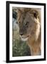 Lion (Panthera leo), Ndutu, Ngorongoro Conservation Area, Serengeti, Tanzania.-Sergio Pitamitz-Framed Photographic Print