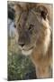 Lion (Panthera leo), Ndutu, Ngorongoro Conservation Area, Serengeti, Tanzania.-Sergio Pitamitz-Mounted Photographic Print