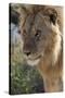 Lion (Panthera leo), Ndutu, Ngorongoro Conservation Area, Serengeti, Tanzania.-Sergio Pitamitz-Stretched Canvas