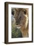 Lion (Panthera leo), Ndutu, Ngorongoro Conservation Area, Serengeti, Tanzania.-Sergio Pitamitz-Framed Photographic Print