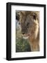 Lion (Panthera leo), Ndutu, Ngorongoro Conservation Area, Serengeti, Tanzania.-Sergio Pitamitz-Framed Photographic Print