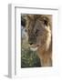 Lion (Panthera leo), Ndutu, Ngorongoro Conservation Area, Serengeti, Tanzania.-Sergio Pitamitz-Framed Photographic Print