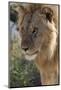 Lion (Panthera leo), Ndutu, Ngorongoro Conservation Area, Serengeti, Tanzania.-Sergio Pitamitz-Mounted Photographic Print